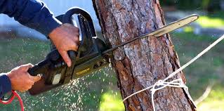 How Our Tree Care Process Works  in  Syracuse, KS