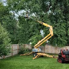 Professional Tree Services in Syracuse, KS